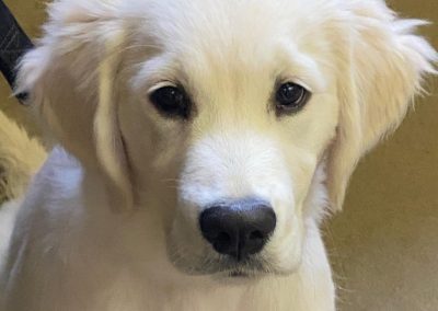 Big Basin Dog Training and Boarding in Modesto, Ca serving Oakdale, Waterford, Ceres, Hughson, Turlock, Tracy, Manteca, Patterson, Ripon, Escalon