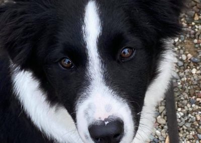 Big Basin Dog Training and Boarding in Modesto, Ca serving Oakdale, Waterford, Ceres, Hughson, Turlock, Tracy, Manteca, Patterson, Ripon, Escalon