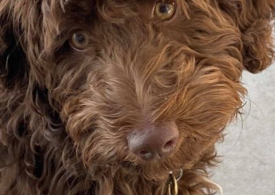 Big Basin Dog Training and Boarding in Modesto, Ca serving Oakdale, Waterford, Ceres, Hughson, Turlock, Tracy, Manteca, Patterson, Ripon, Escalon