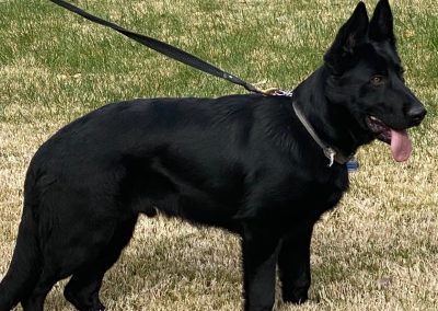 Big Basin Dog Training and Boarding in Modesto, Ca serving Oakdale, Waterford, Ceres, Hughson, Turlock, Tracy, Manteca, Patterson, Ripon, Escalon