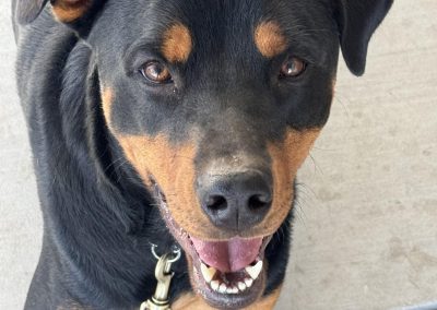 Big Basin Dog Training and Boarding in Modesto, Ca serving Oakdale, Waterford, Ceres, Hughson, Turlock, Tracy, Manteca, Patterson, Ripon, Escalon