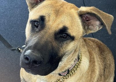 Big Basin Dog Training and Boarding in Modesto, Ca serving Oakdale, Waterford, Ceres, Hughson, Turlock, Tracy, Manteca, Patterson, Ripon, Escalon