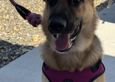 Schutzhund & German Shepard K-9 training