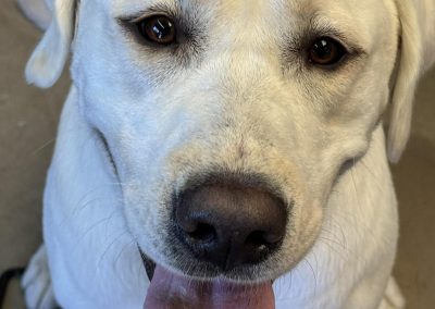 Big Basin Dog Training and Boarding in Modesto, Ca serving Oakdale, Waterford, Ceres, Hughson, Turlock, Tracy, Manteca, Patterson, Ripon, Escalon