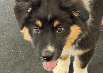 Big Basin Dog Training and Boarding in Modesto, Ca serving Oakdale, Waterford, Ceres, Hughson, Turlock, Tracy, Manteca, Patterson, Ripon, Escalon