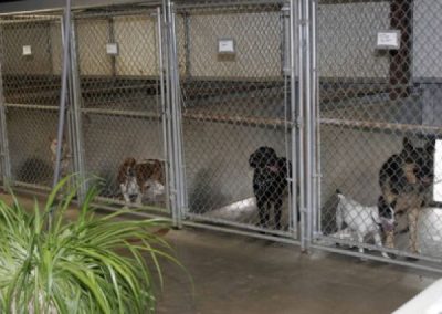 All breed canine dog boarding