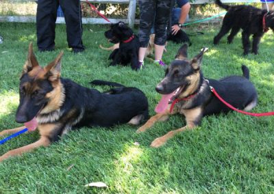 Dog boarding by Big Basin Dogs in Modesto Ca