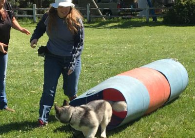 Dog training classes offered by Big Basin Dogs