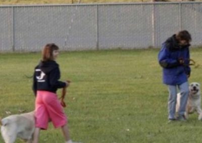 Dog training and boarding in Modesto Ca